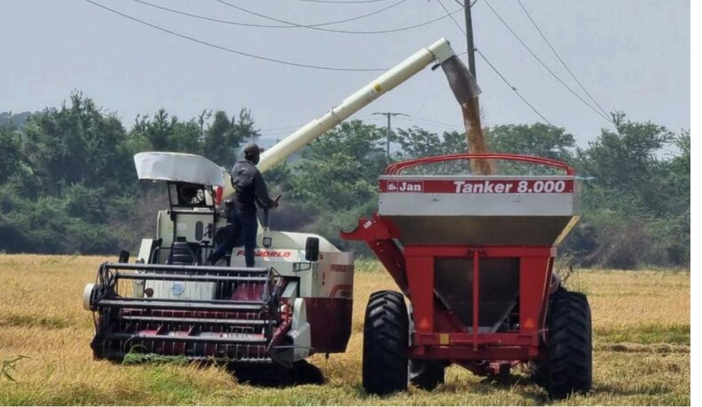 Ortega pone en riesgo la producción de arroz en Nicaragua, tras el cierre de sus dos organizaciones